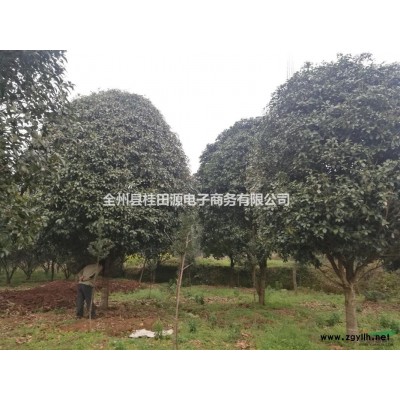 20公分桂花，1.1米分支，包装车上高速，树形如下