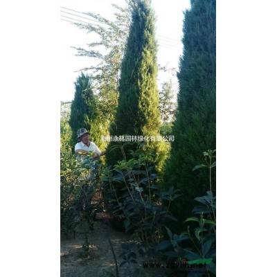 安徽滁州地区供应各种规格蜀桧、龙柏 价格低