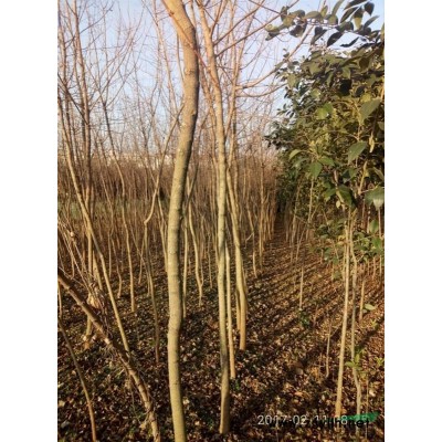 河南地区大叶女贞，黄栌，桂花等