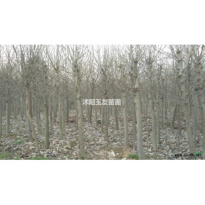大量供应高70--150公分龙柏苗