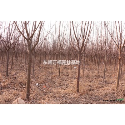 山东省菏泽市东明县供应大量3年生3-6公分西府海棠，紫叶李