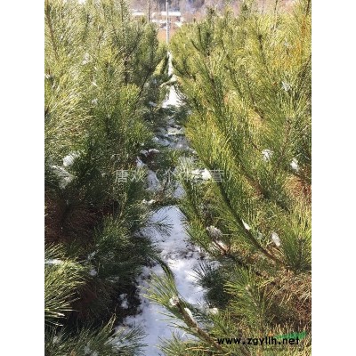 陕西地区供应大田油松，1.5米，约1万株左右