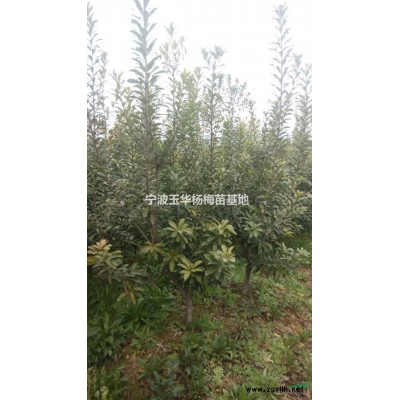 供应3公分-10公分杨梅苗