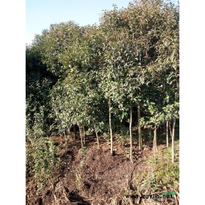 河南省南阳出售大叶女贞