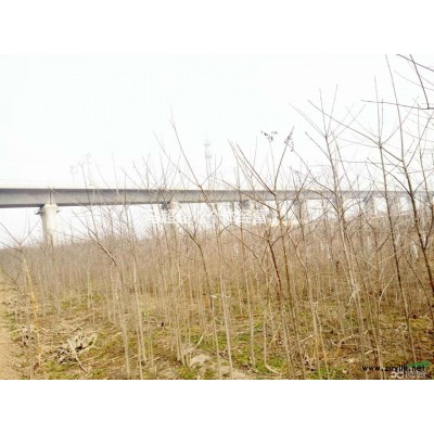 大量四年长的新疆小叶白蜡出售