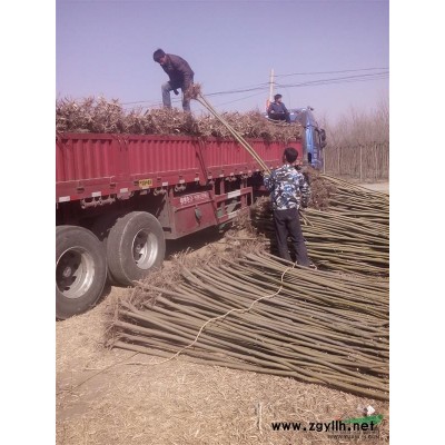 供应1.2.3.4米高北京侩柏 望都侩柏 侧柏 哪有红叶碧桃