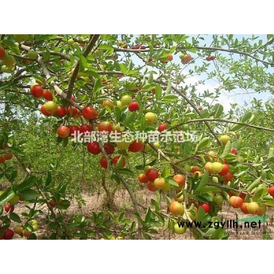 红火箭紫薇容器苗