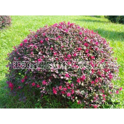 高杆红叶石楠球