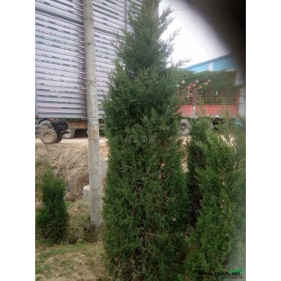 安徽2米高蜀桧介绍