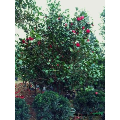 供应1.5米高红豆杉