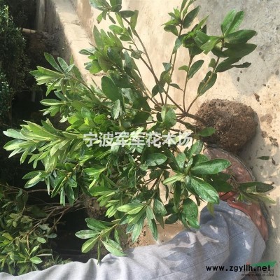 杜鹃之乡宁波柴桥镇本地精品自产自销杜鹃