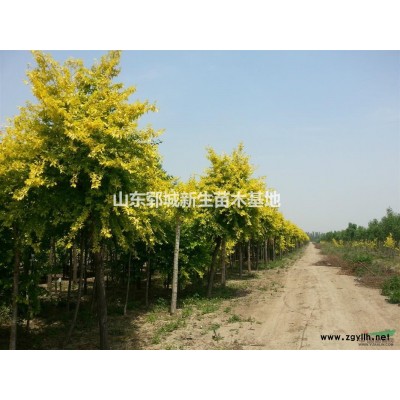 8公分垂柳 9公分垂柳价格 柳树批发