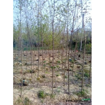 安徽，广德鼎鑫苗木家庭农场出红叶石楠树，球，柱等绿化苗木