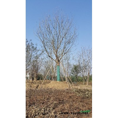 朴树 丛生朴树 榉树