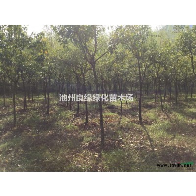 小叶女贞球 小叶女贞 P70-150小叶女贞球