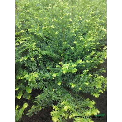 四川优价供应红豆杉