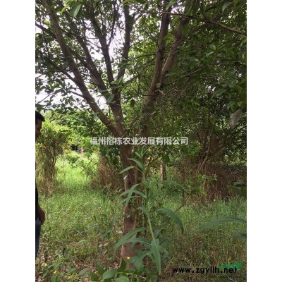 红榕、秋枫清场