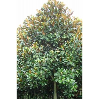 西湖海棠苗/1公分西湖海棠/2公分西湖海棠/3公分西湖海棠