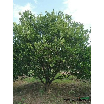 浙江省衢州市农户直销丛生胡柚树