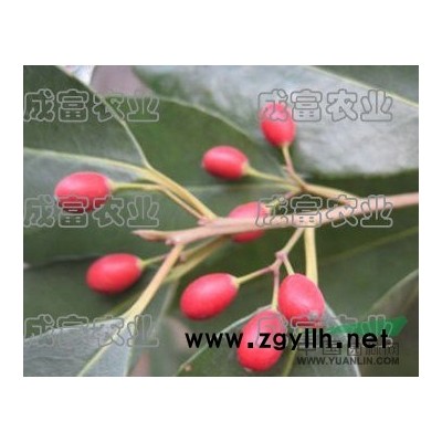 6-7公分榉树垃圾苗