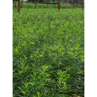 一年生香榧草苗