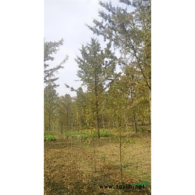 江苏地区供应2-50银杏树