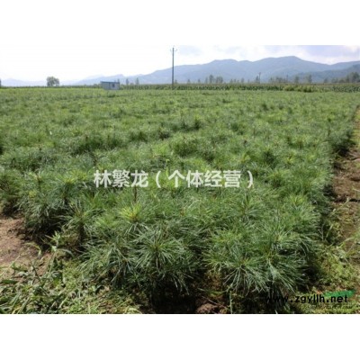 红松树苗