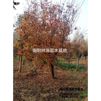 供应各种规格丛生五角枫