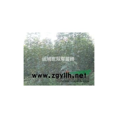 甜柿子树苗，大小规格柿子树，绿化用柿子树，磨盘柿