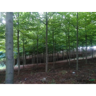 宜昌美国红枫高杆工程苗