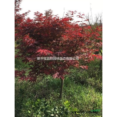 江西地区大量供应3-10公分红枫