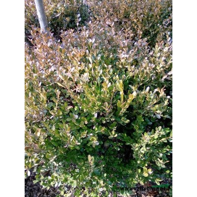 出售40高20围度的黄杨苗，黄杨。黄杨球