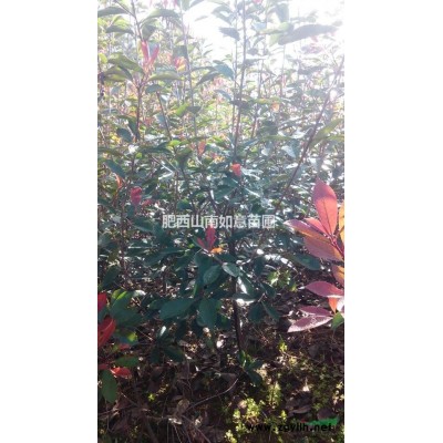 红叶石楠