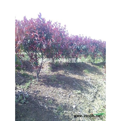 龙柏高干、球、小苗及红叶石楠高干、球、小苗