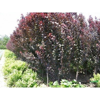 安徽、肥西、红梅、腊梅、寿星桃、各种梅花、红叶桃