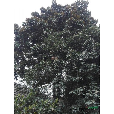 常年供应大叶女贞、日本晚樱、木槿