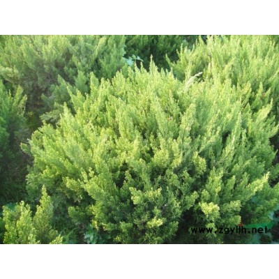 供应80/100/120/150大叶黄杨球