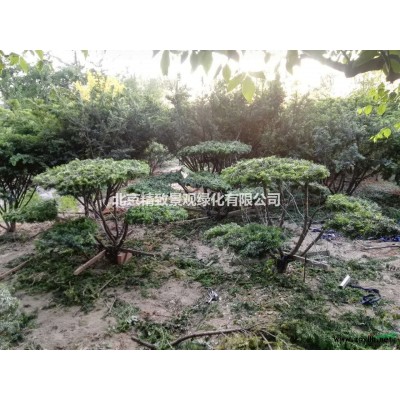 北京地区供应各种规格的红豆杉