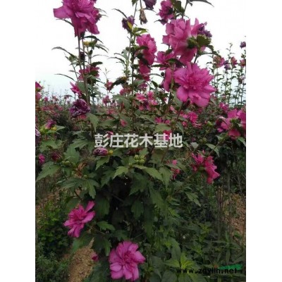 木槿和石榴牡丹