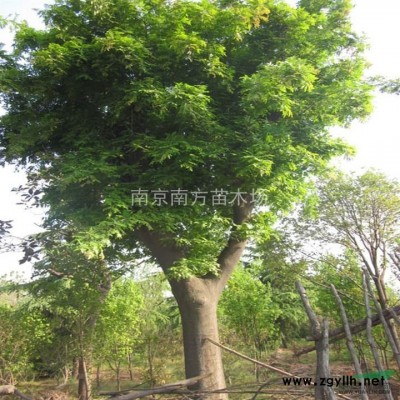 红叶石楠价格，红叶石楠价格批发供应。图2