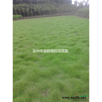 广西地区供应3公分桃花