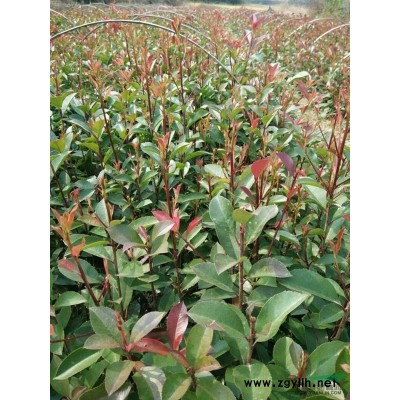 安徽省安庆供应丹桂苗高30-200公分