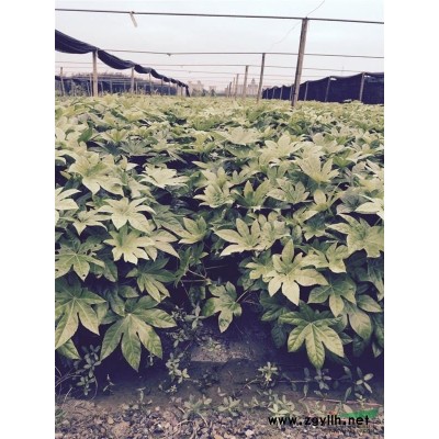 萧山供应红叶石楠小苗