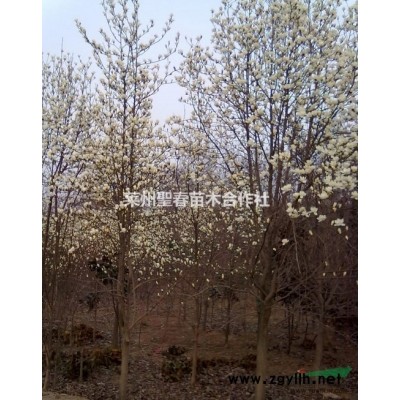 山东省莱州供应150-300cm高大龙柏