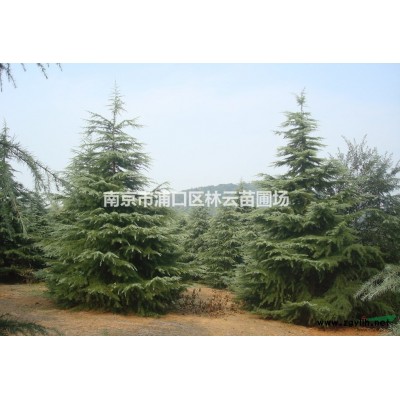 *新朴树价格|15朴树20朴树参考价格详细说明