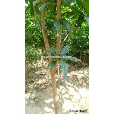 河南供应河阴石榴树 价格优惠