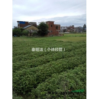 广西融水杉木产区批发20-30厘米良种杉木苗300万株