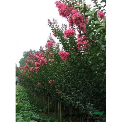 红叶石楠冠幅30cm至300cm