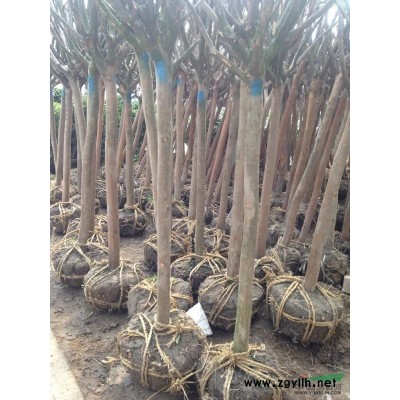 大叶黄杨色块苗十万出售