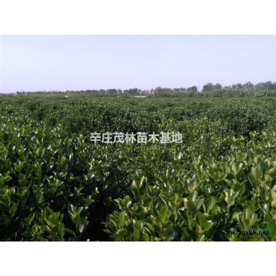 大量出售各种规格冬青球